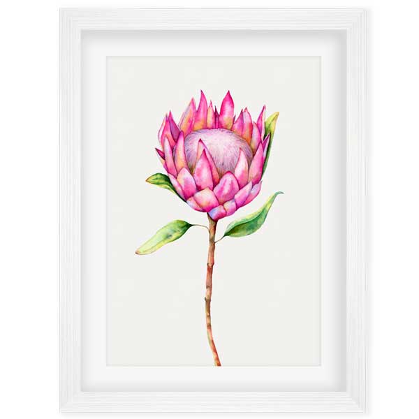 Watercolour painting original hot of Protea Magic